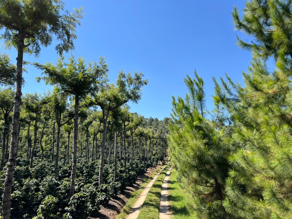 San Jose Ocaña - Guatemala