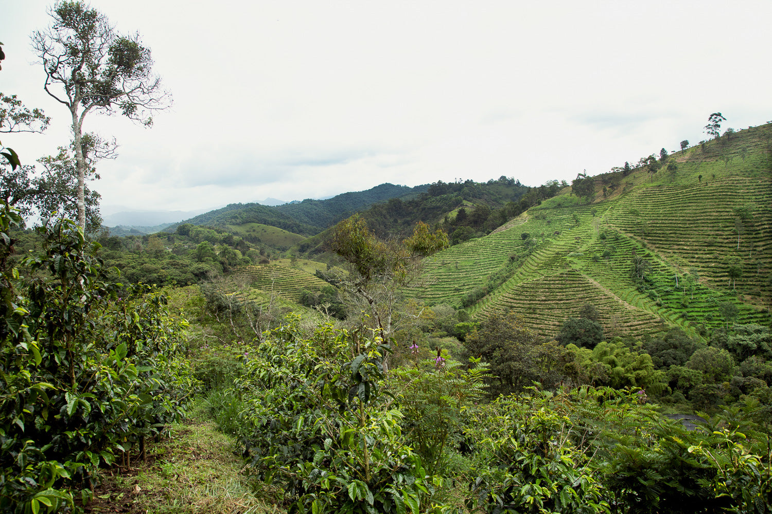 Finca Juan Martín - Colombia