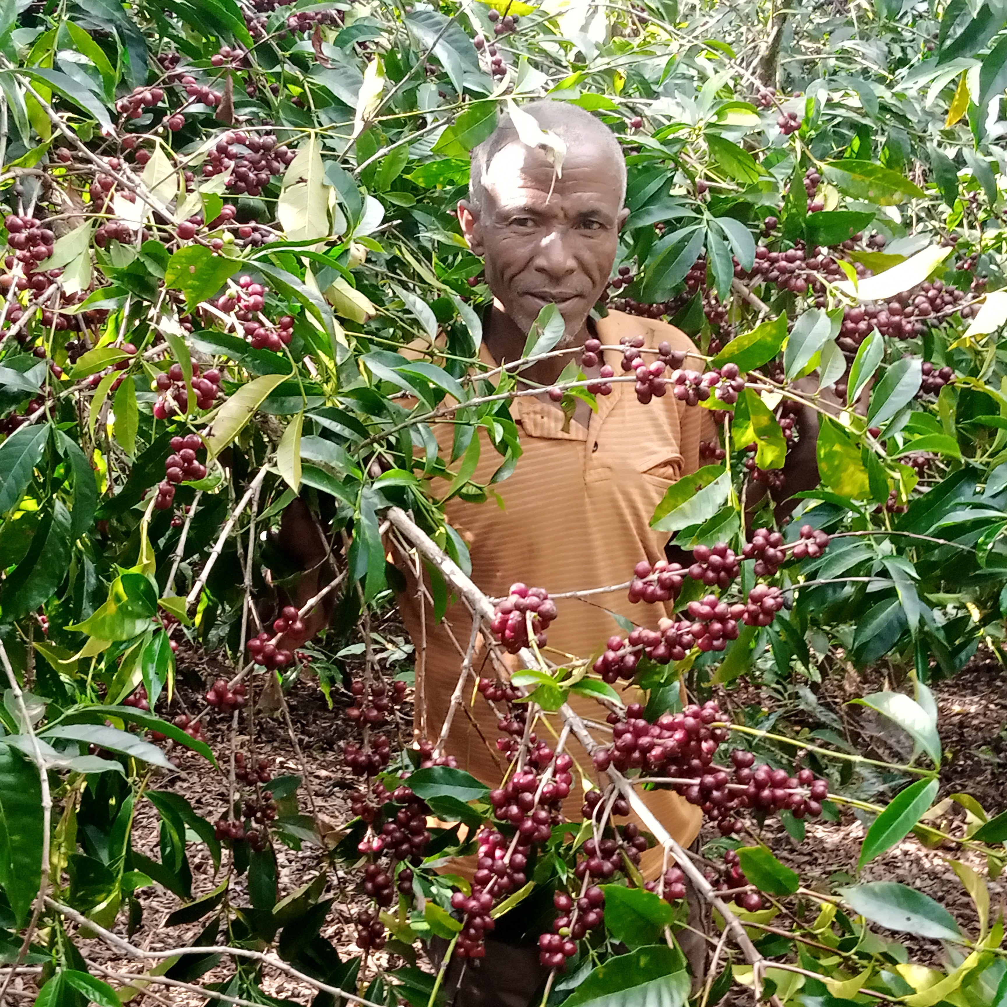 Mengeche Derso - Ethiopia